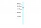 RGS6 antibody - C-terminal region